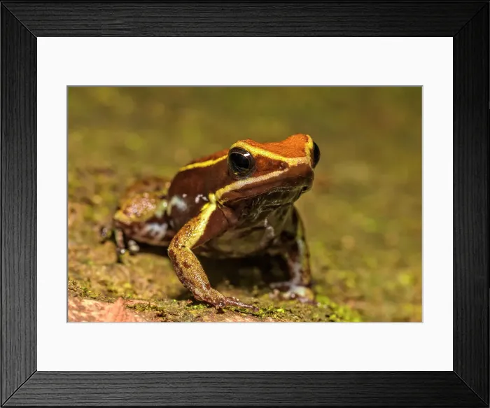 Framed Print : Brilliant-thighed Poison Frog (Allobates femorlais), Chazuta, Peru Framed Print : Brilliant-thighed Poison Frog (Allobates femorlais), Chazuta, Peru