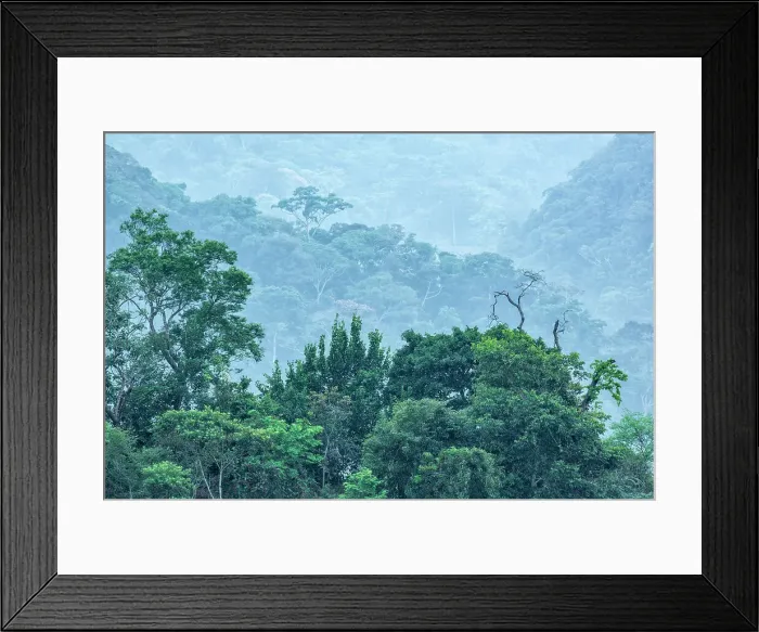 Framed Print : In the foothills of the Andes Mountains in Amazonian Rainforest, Cordillera Escalera, Tarapoto, Peru Framed Print : In the foothills of the Andes Mountains in Amazonian Rainforest, Cordillera Escalera, Tarapoto, Peru