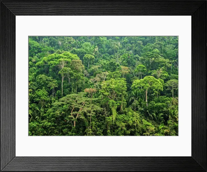 Framed Print : Rainforest in the foothills of the Andes Mountains near Chazuta, Peru Framed Print : Rainforest in the foothills of the Andes Mountains near Chazuta, Peru