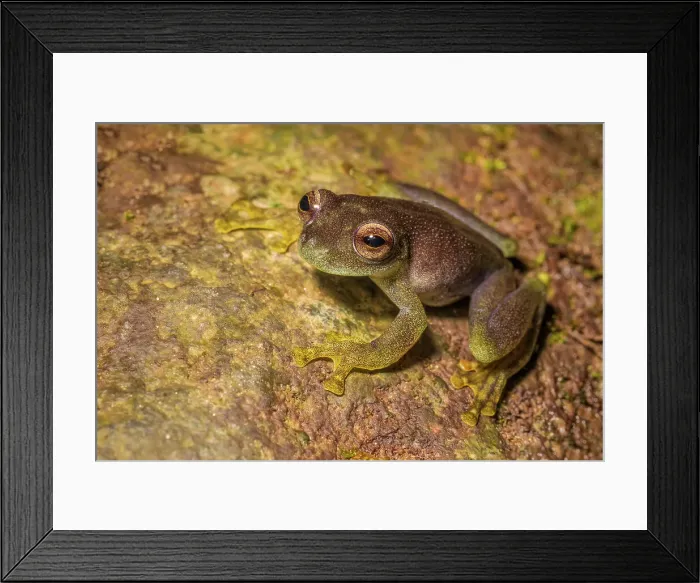 Framed Print : Rulyrana saxiscandens is endmic to the Cordillera Escalera, Peru Framed Print : Rulyrana saxiscandens is endmic to the Cordillera Escalera, Peru