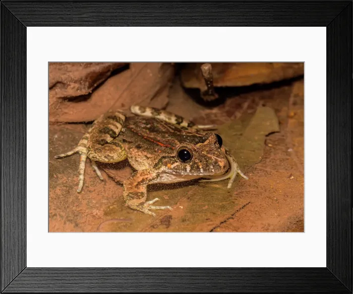Framed Print : Wagner's white-lipped frog (Leptodactylus wagneri) in the foothills of the Andes Mountains in the Cordillera escalera near Tarapoto, Peru Framed Print : Wagner's white-lipped frog (Leptodactylus wagneri) in the foothills of the Andes Mountains in the Cordillera escalera near Tarapoto, Peru