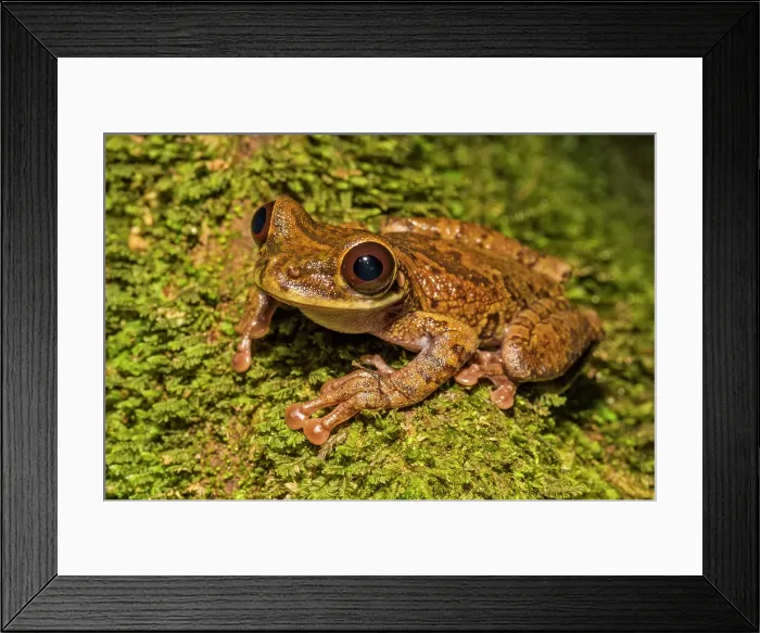Framed Print : An Osteocephalus species of tree frog discovered near Tarapoto, Peru Framed Print : An Osteocephalus species of tree frog discovered near Tarapoto, Peru