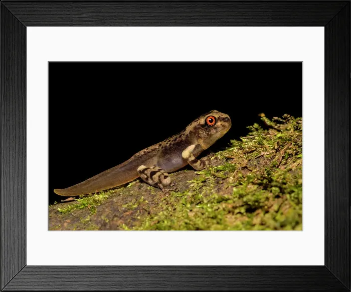 Framed Print : A tadpole of an Osteocephalus species of tree frog discovered near Tarapoto, Peru Framed Print : A tadpole of an Osteocephalus species of tree frog discovered near Tarapoto, Peru