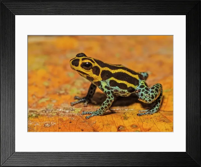 Framed Print : Mimic Poison Frog (Ranitomeya imitator) in the foothills of the Andes Mountains near Chazuta, Peru Framed Print : Mimic Poison Frog (Ranitomeya imitator) in the foothills of the Andes Mountains near Chazuta, Peru