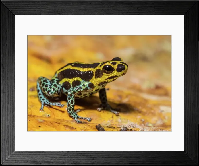 Framed Print : Mimic Poison Frog (Ranitomeya imitator) in the foothills of the Andes Mountains near Chazuta, Peru Framed Print : Mimic Poison Frog (Ranitomeya imitator) in the foothills of the Andes Mountains near Chazuta, Peru