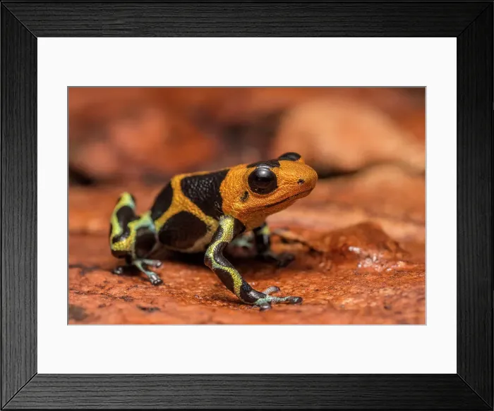 Framed Print : Mimic Poison Frog (Ranitomeya imitator) in the foothills of the Andes Mountains near Chazuta, Peru Framed Print : Mimic Poison Frog (Ranitomeya imitator) in the foothills of the Andes Mountains near Chazuta, Peru