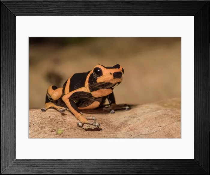 Framed Print : Summers Poison Frog (Ranitomeya summersi), Chazuta, Peru Framed Print : Summers Poison Frog (Ranitomeya summersi), Chazuta, Peru
