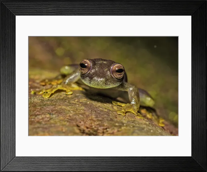 Framed Print : Rulyrana saxiscandens is aspecies of glass frog endmeic to the Tarapoto region of Peru and is classed as an endangered species. Photographed at night near Tarapoto, Peru