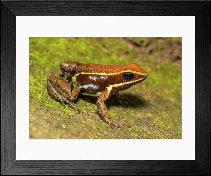 Framed Print : Brilliant-thighed Poison Frog (Allobates femoralis) in the foothills of the Andes Mountains in Amazonian Rainforest in the Cordillera Escalera near Chazuta, Peru Framed Print : Brilliant-thighed Poison Frog (Allobates femoralis) in the foothills of the Andes Mountains in Amazonian Rainforest in the Cordillera Escalera near Chazuta, Peru