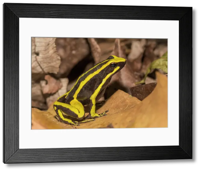 Framed Print : Three-striped Poison Frog (Ameerega trivittata) among leaf litter on the forest floor in the foothills of the Andes Mountains near Tarapoto, Peru Framed Print : Three-striped Poison Frog (Ameerega trivittata) among leaf litter on the forest floor in the foothills of the Andes Mountains near Tarapoto, Peru