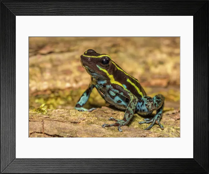 Framed Print : Sky Blue Poison Dart Frog (Hyloxalus Azureiventris), formerly Cryptophyllobates azureiventris) in the foothills of the Andes Mountains in Amazonian Rainforest in the Cordillera Escalera near Tarapoto, Peru Framed Print : Sky Blue Poison Dart Frog (Hyloxalus Azureiventris), formerly Cryptophyllobates azureiventris) in the foothills of the Andes Mountains in Amazonian Rainforest in the Cordillera Escalera near Tarapoto, Peru