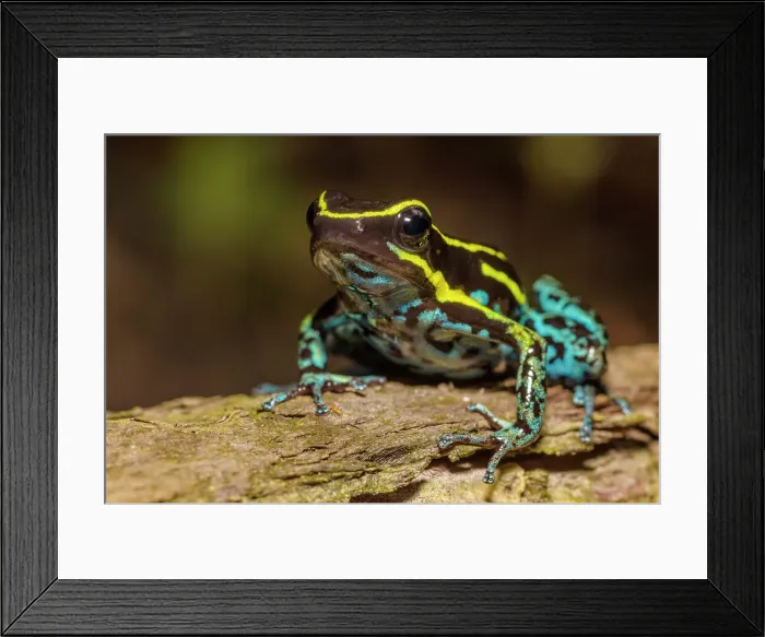Framed Print : Sky Blue Poison Dart Frog (Hyloxalus Azureiventris), formerly Cryptophyllobates azureiventris) in the foothills of the Andes Mountains in Amazonian Rainforest in the Cordillera Escalera near Tarapoto, Peru