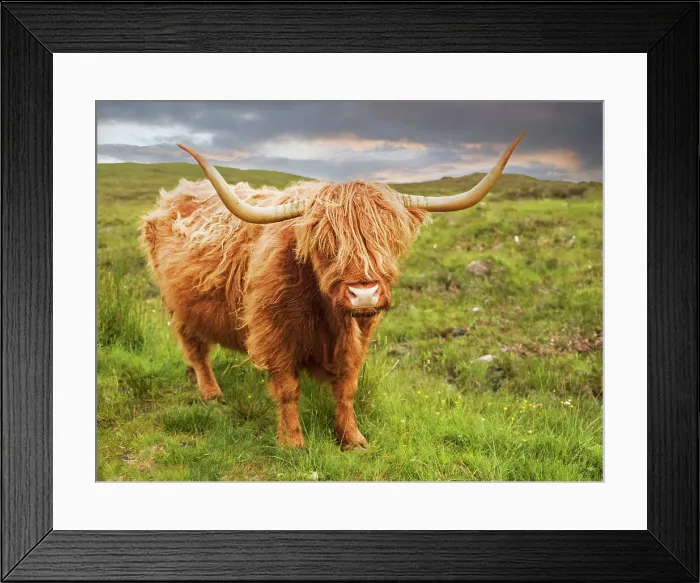 Framed Print : Highland Cow, Isle of Skye, Inner Hebrides, Highlands, Scotland, UK Framed Print : Highland Cow, Isle of Skye, Inner Hebrides, Highlands, Scotland, UK