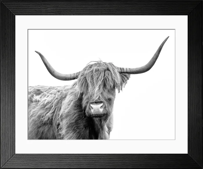 Framed Print : Highland Cow, Isle of Skye, Inner Hebrides, Highlands, Scotland, UK Framed Print : Highland Cow, Isle of Skye, Inner Hebrides, Highlands, Scotland, UK