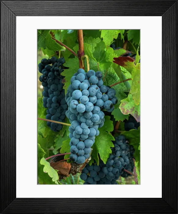 Framed Print : Tempranillo Grapes, Rioja Region, Spain Framed Print : Tempranillo Grapes, Rioja Region, Spain