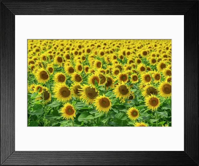 Framed Print : Field of Sunflowers, Aragon, Spain Framed Print : Field of Sunflowers, Aragon, Spain