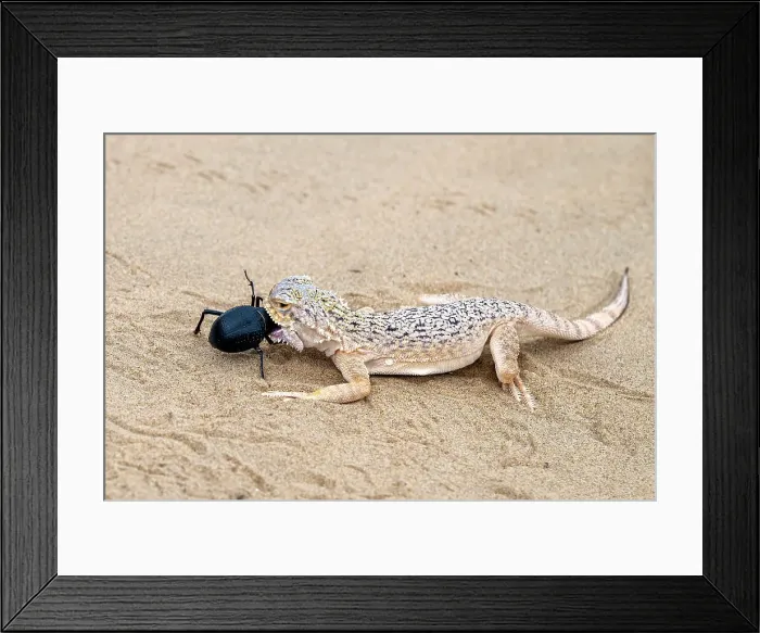 Framed Print : Secret toadhead agama lizard (Phrynocephalus mystaceus), Karakalpakstan, Uzbekistan Framed Print : Secret toadhead agama lizard (Phrynocephalus mystaceus), Karakalpakstan, Uzbekistan