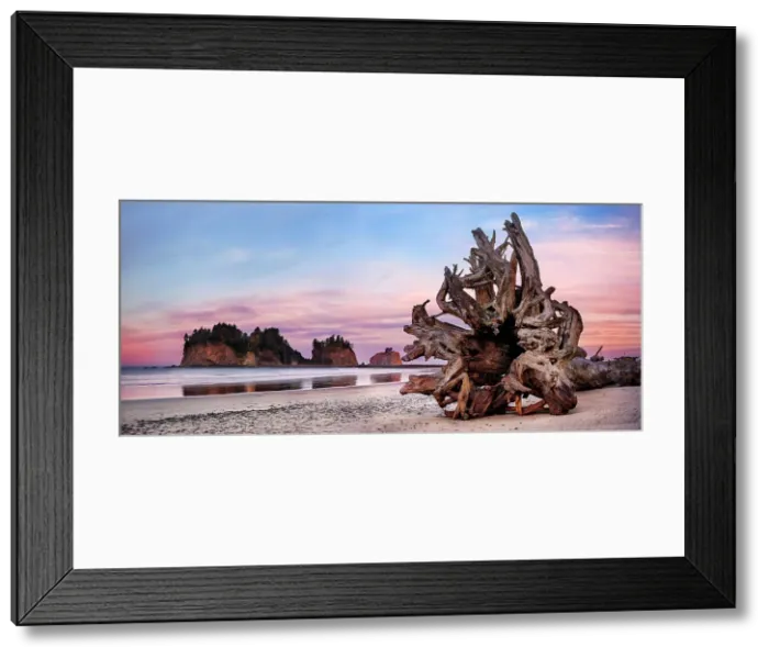 Framed Print : Sea Stacks at First Beach, sunrise, La Push Olympic national Park, Washington State, USA Framed Print : Sea Stacks at First Beach, sunrise, La Push Olympic national Park, Washington State, USA