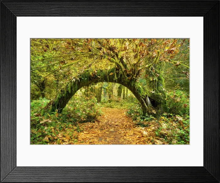 Framed Print : Hall of Mosses, Hoh Rain Forest, Olympic national Park, Washington State, USA