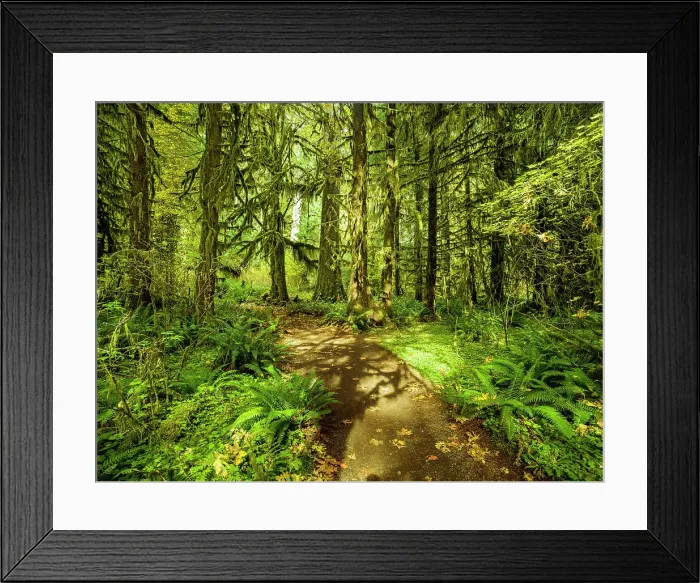 Framed Print : Hall of Mosses, Hoh Rain Forest, Olympic national Park, Washington State, USA Framed Print : Hall of Mosses, Hoh Rain Forest, Olympic national Park, Washington State, USA