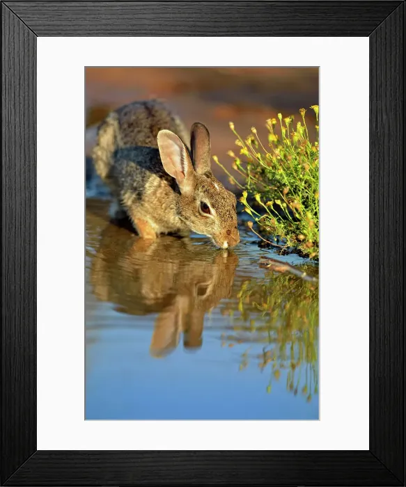 Framed Print : Desert Cottontail (Sylvilagus audobonii), Rio Grande City, Texas, USA Framed Print : Desert Cottontail (Sylvilagus audobonii), Rio Grande City, Texas, USA