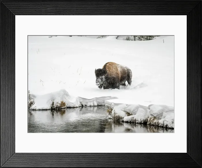 Framed Print : Bison foraging along shore of the Madison River Valley, Yellowstone National Park, Wyoming, USA Framed Print : Bison foraging along shore of the Madison River Valley, Yellowstone National Park, Wyoming, USA