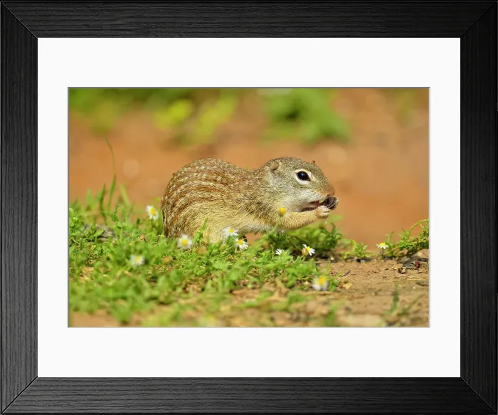 Framed Print : Mexican ground squirrel (Ictidomys mexicanus), Rio Grande City, Texas, USA Framed Print : Mexican ground squirrel (Ictidomys mexicanus), Rio Grande City, Texas, USA