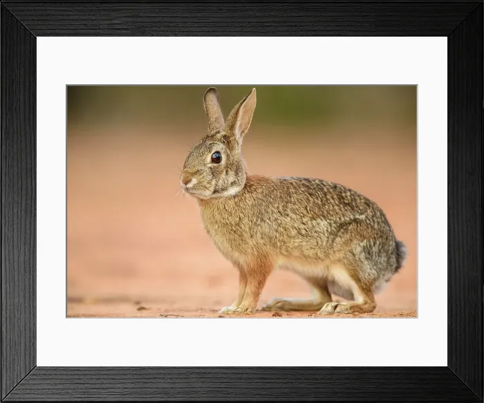 Framed Print : Desert cottontail (Sylvilagus audubonii), Santa Clara Ranch, Starr County, Texas, USA