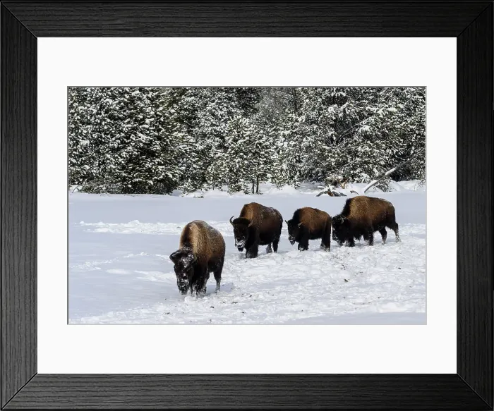 Framed Print : American bison foraging in the snow in winter, Yellowstone National Park, Wyoming, USA Framed Print : American bison foraging in the snow in winter, Yellowstone National Park, Wyoming, USA