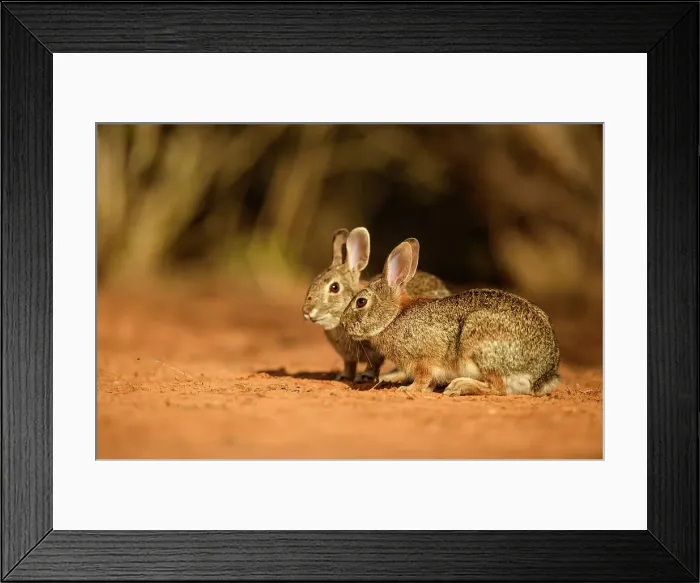 Framed Print : Desert cottontail (Sylvilagus audubonii) Interacting pair, Santa Clara Ranch, Starr County, Texas, USA Framed Print : Desert cottontail (Sylvilagus audubonii) Interacting pair, Santa Clara Ranch, Starr County, Texas, USA