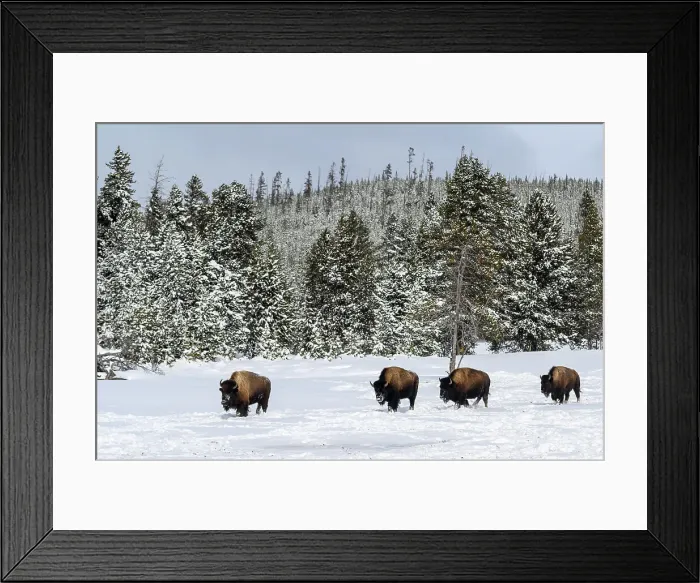 Framed Print : American bison foraging in the snow in winter, Yellowstone National Park, Wyoming, USA Framed Print : American bison foraging in the snow in winter, Yellowstone National Park, Wyoming, USA