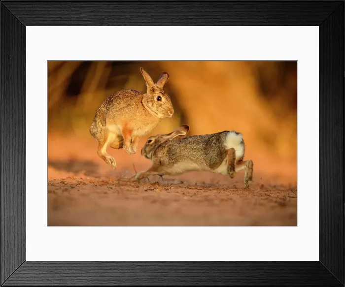 Framed Print : Desert cottontail (Sylvilagus audubonii) Interacting pair, Santa Clara Ranch, Starr County, Texas, USA Framed Print : Desert cottontail (Sylvilagus audubonii) Interacting pair, Santa Clara Ranch, Starr County, Texas, USA