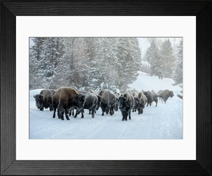 Framed Print : Bison herd walking on the Madison Road on a cold morning, Yellowstone National Park, Wyoming, USA Framed Print : Bison herd walking on the Madison Road on a cold morning, Yellowstone National Park, Wyoming, USA