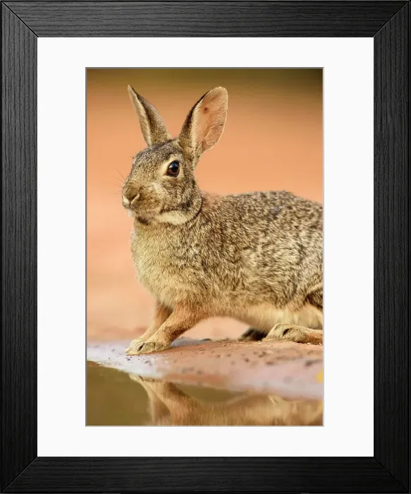 Framed Print : Desert cottontail (Sylvilagus audubonii), Santa Clara Ranch, Starr County, Texas, USA Framed Print : Desert cottontail (Sylvilagus audubonii), Santa Clara Ranch, Starr County, Texas, USA