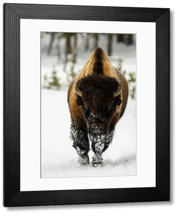 Framed Print : American bison bull walking on snowy park road, Yellowstone National Park, Wyoming, USA Framed Print : American bison bull walking on snowy park road, Yellowstone National Park, Wyoming, USA