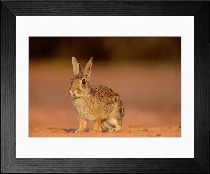 Framed Print : Desert cottontail (Sylvilagus audubonii), Santa Clara Ranch, Starr County, Texas, USA Framed Print : Desert cottontail (Sylvilagus audubonii), Santa Clara Ranch, Starr County, Texas, USA