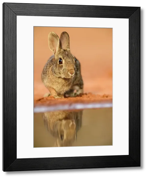 Framed Print : Desert cottontail (Sylvilagus audubonii), Santa Clara Ranch, Starr County, Texas, USA Framed Print : Desert cottontail (Sylvilagus audubonii), Santa Clara Ranch, Starr County, Texas, USA