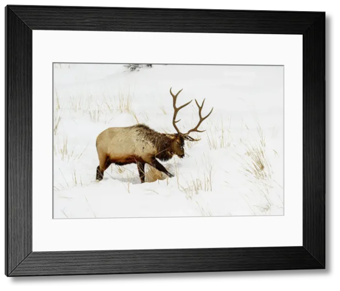 Framed Print : Elk (Cervus elaphus) Bull in winter habitat, Yellowstone National Park, Wyoming, USA Framed Print : Elk (Cervus elaphus) Bull in winter habitat, Yellowstone National Park, Wyoming, USA
