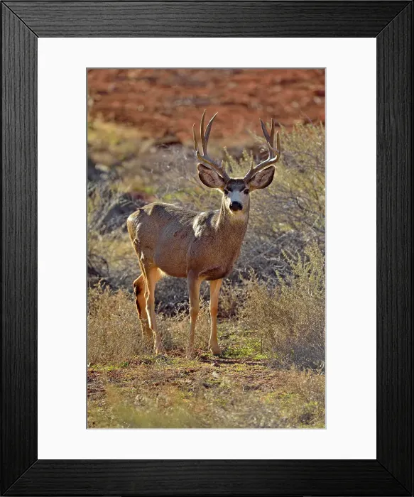 Framed Print : Mule deer, buck with winter antlers, Zion National Park, Utah, USA
