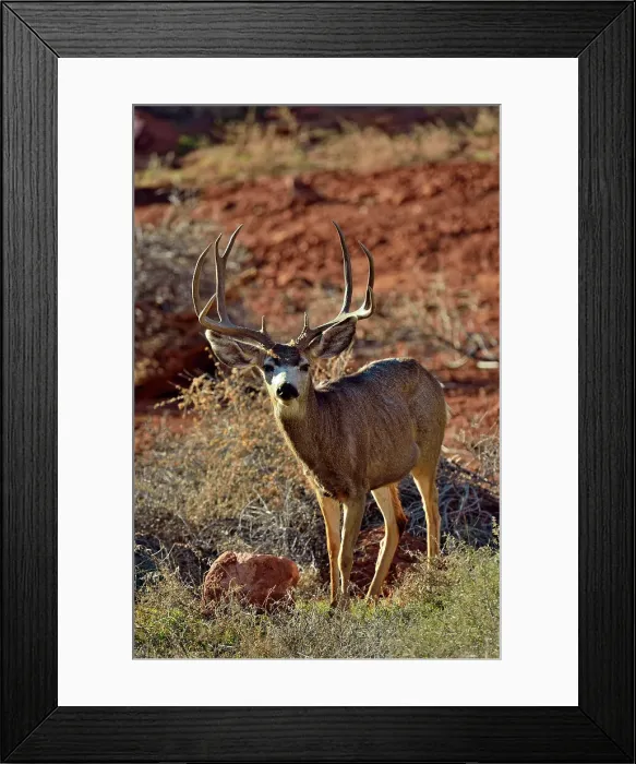 Framed Print : Mule deer, buck with winter antlers, Zion National Park, Utah, USA Framed Print : Mule deer, buck with winter antlers, Zion National Park, Utah, USA