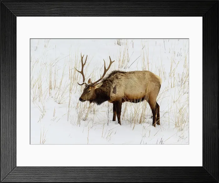 Framed Print : Elk (Cervus elaphus) Bull in winter habitat, Yellowstone National Park, Wyoming, USA Framed Print : Elk (Cervus elaphus) Bull in winter habitat, Yellowstone National Park, Wyoming, USA
