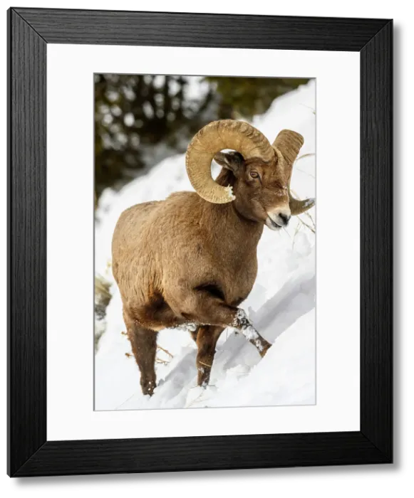 Framed Print : Bighorn sheep (Ovis Canadensis) Ram in winter range, Yellowstone National Park, Wyoming, USA Framed Print : Bighorn sheep (Ovis Canadensis) Ram in winter range, Yellowstone National Park, Wyoming, USA