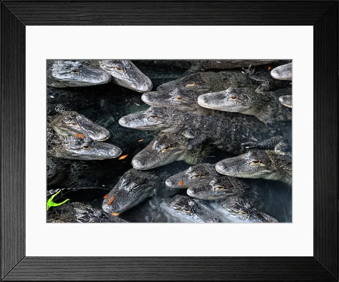 Framed Print : American Alligator (Alligator missippiensis), The Alligator Farm, St. Augustine, Florida, USA Framed Print : American Alligator (Alligator missippiensis), The Alligator Farm, St. Augustine, Florida, USA