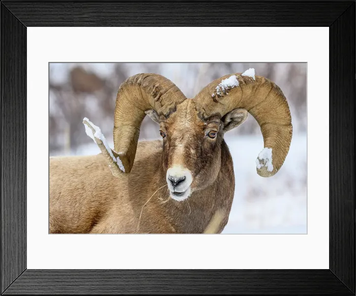 Framed Print : Bighorn sheep (Ovis Canadensis) Ram in winter range, Yellowstone National Park, Wyoming, USA
