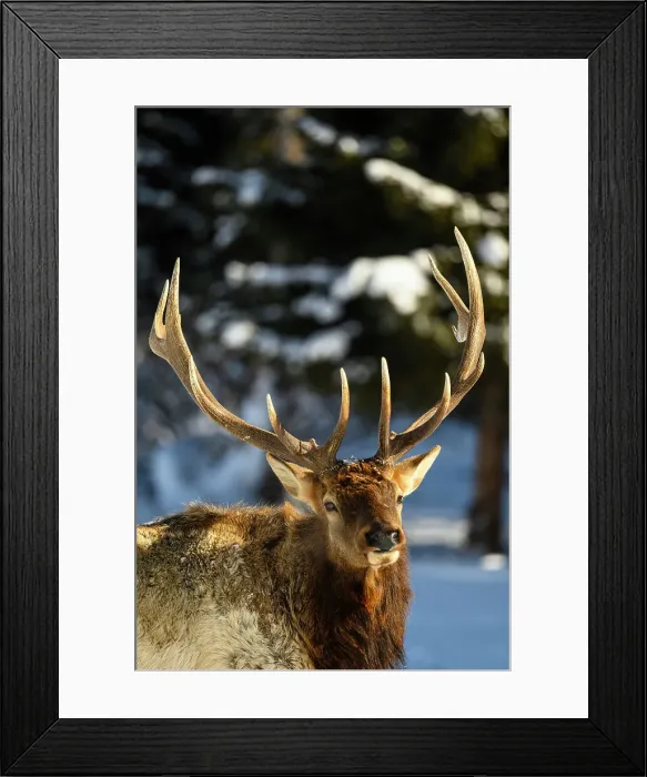 Framed Print : Elk (Cervus elaphus) Bull in winter habitat, Yellowstone National Park, Wyoming, USA Framed Print : Elk (Cervus elaphus) Bull in winter habitat, Yellowstone National Park, Wyoming, USA