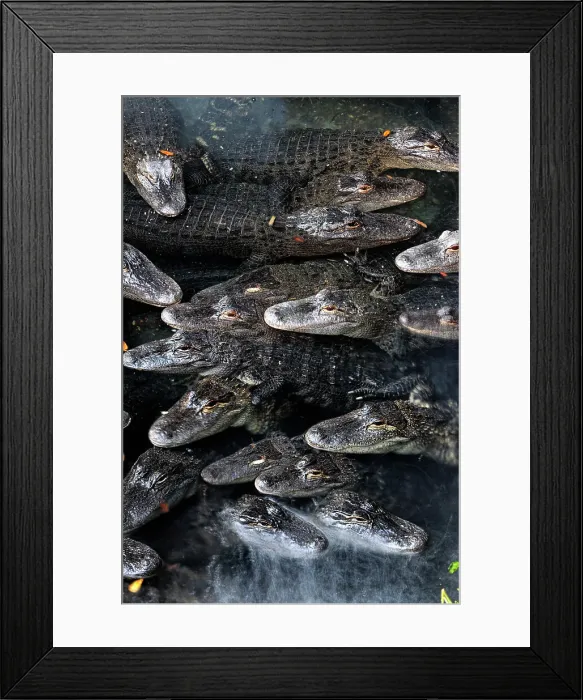 Framed Print : American Alligator (Alligator missippiensis), The Alligator Farm, St. Augustine, Florida, USA Framed Print : American Alligator (Alligator missippiensis), The Alligator Farm, St. Augustine, Florida, USA