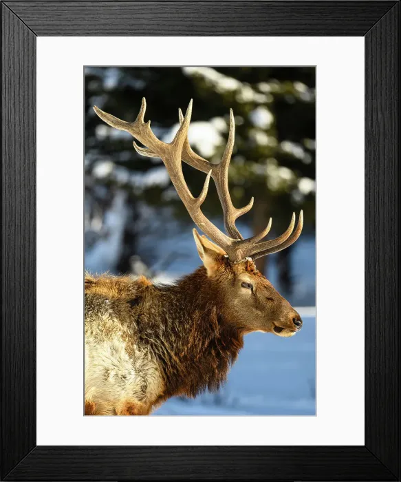 Framed Print : Elk (Cervus elaphus) Bull in winter habitat, Yellowstone National Park, Wyoming, USA Framed Print : Elk (Cervus elaphus) Bull in winter habitat, Yellowstone National Park, Wyoming, USA