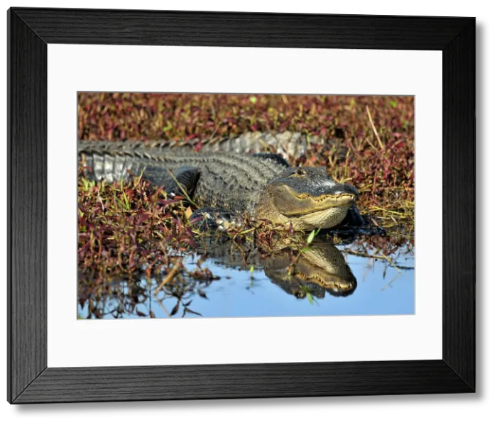 Framed Print : American Alligator (Alligator missippiensis), Kissimme Prairie Preserve State Park, Florida, USA Framed Print : American Alligator (Alligator missippiensis), Kissimme Prairie Preserve State Park, Florida, USA