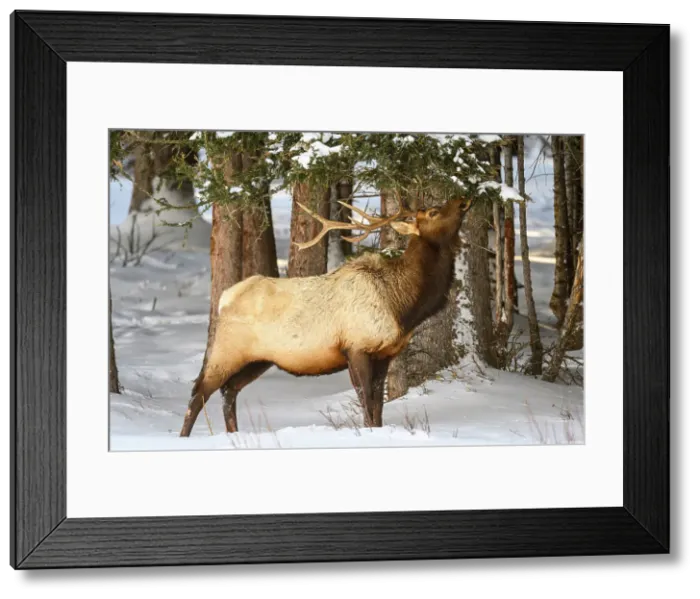 Framed Print : Elk (Cervus elaphus) Bull in winter habitat, Yellowstone National Park, Wyoming, USA Framed Print : Elk (Cervus elaphus) Bull in winter habitat, Yellowstone National Park, Wyoming, USA