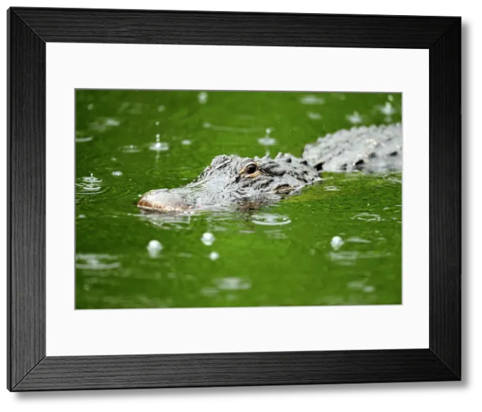 Framed Print : American Alligator (Alligator missippiensis), Everglades NP, Shark Valley, Florida, USA Framed Print : American Alligator (Alligator missippiensis), Everglades NP, Shark Valley, Florida, USA